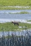 Coyote
