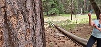Sequoia boom. Wat een ruwe bast....