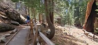 The General Grant tree trail