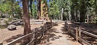 Kings Canyon sequoia's