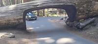 Met de auto onder de gevallen sequoia door