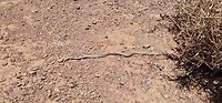 Western patch-nosed snake