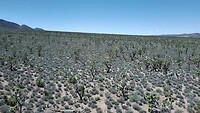 Arizona joshua tree forest