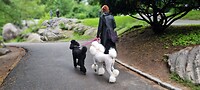 De honden zijn mooi in model in Central Park