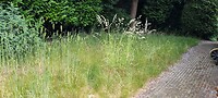 Het gras is flink gegroeid