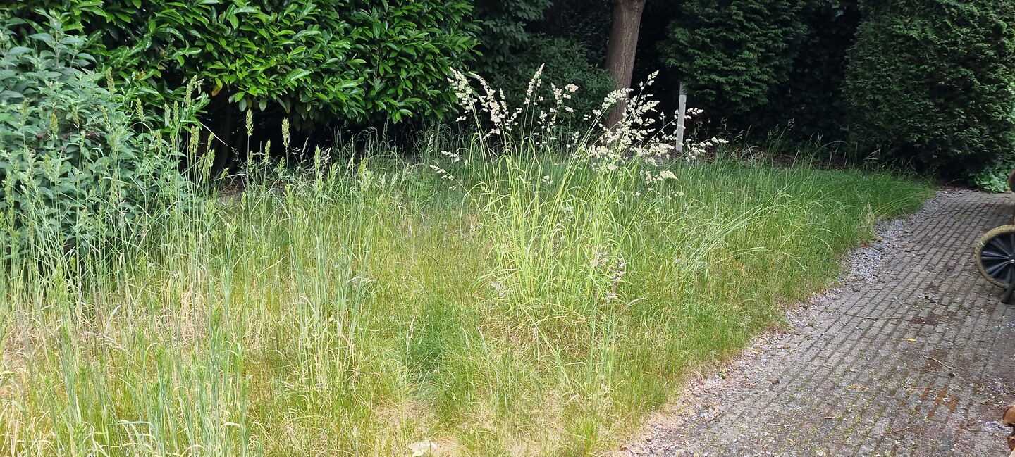 Het gras is flink gegroeid