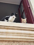 Dat is leuk nog een kat. Nieuwsgierig.