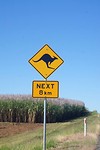 Next kangaroos