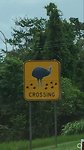 Crossing struisvogels