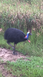 Een bijzondere vogel aan de kant van de weg