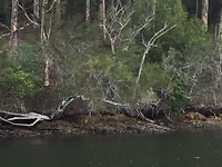 Eilandje onderweg soort mangrove