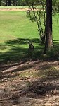 En ja hoor eindelijk de kangaroos