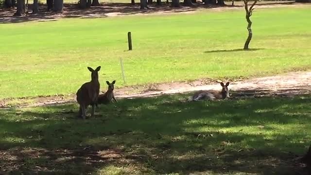 Hippende kangaroos