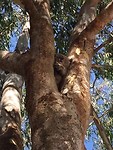 De koala