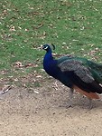 IMG_8338