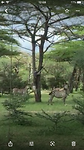 De zebra’s