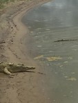 De krokodil
