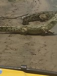 2 krokodillen