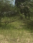 Olifant tussen de struiken