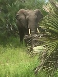 De mooiste olifant