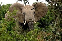 Dezelfde olifant