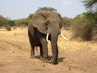 Olifant