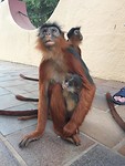 Aap met een jong