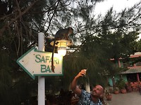 Aap die naar de bar wil