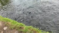 Vissen voeren