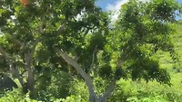Stukje natuur Nusa Pineda