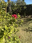IMG_0512