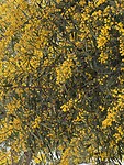 IMG_0951