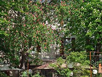 IMG_1156
