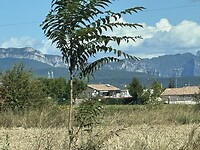 IMG_1751