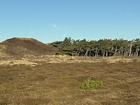 IMG_2419