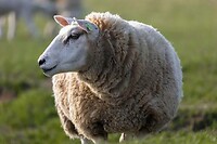 IMG_2434