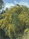 IMG_2971