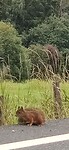 Een eekhoorn op de weg