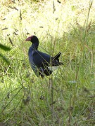 IMG_0073