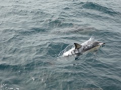 IMG_0111