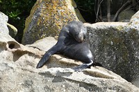 Zeehond op het beschermde eiland