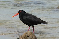 Vogel