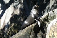 Zeehond