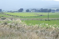 Koeien