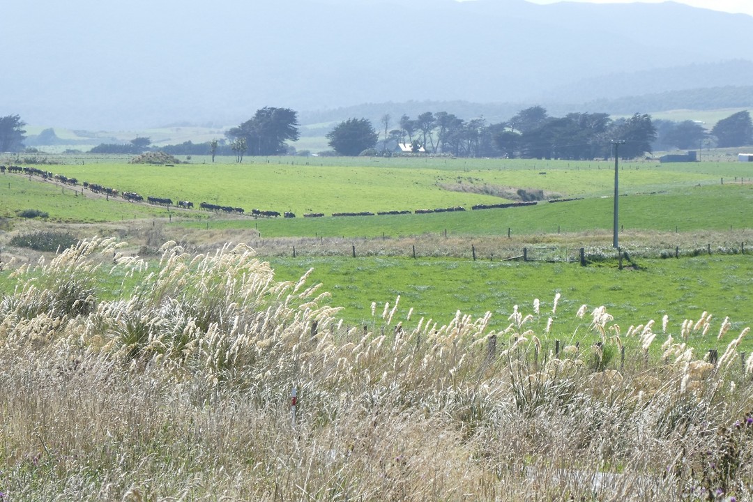 Koeien