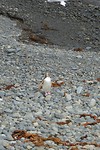 Geeloog pinguin bij Roaring Bay