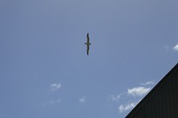 Een Albatros