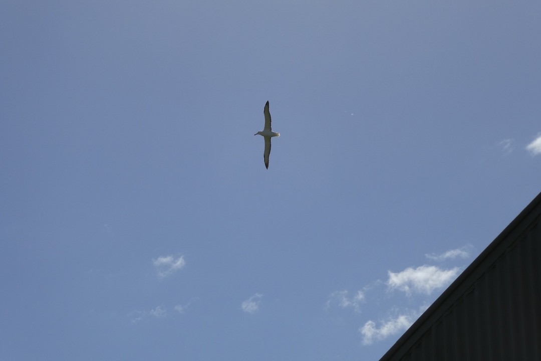 Een Albatros