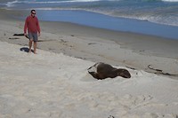 Het strand delen met zeehonden