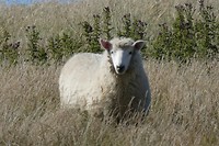 Schaap